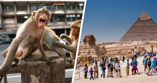 Паника у пирамид Гизы: туристов начала терроризировать банда сбежавших обезьян